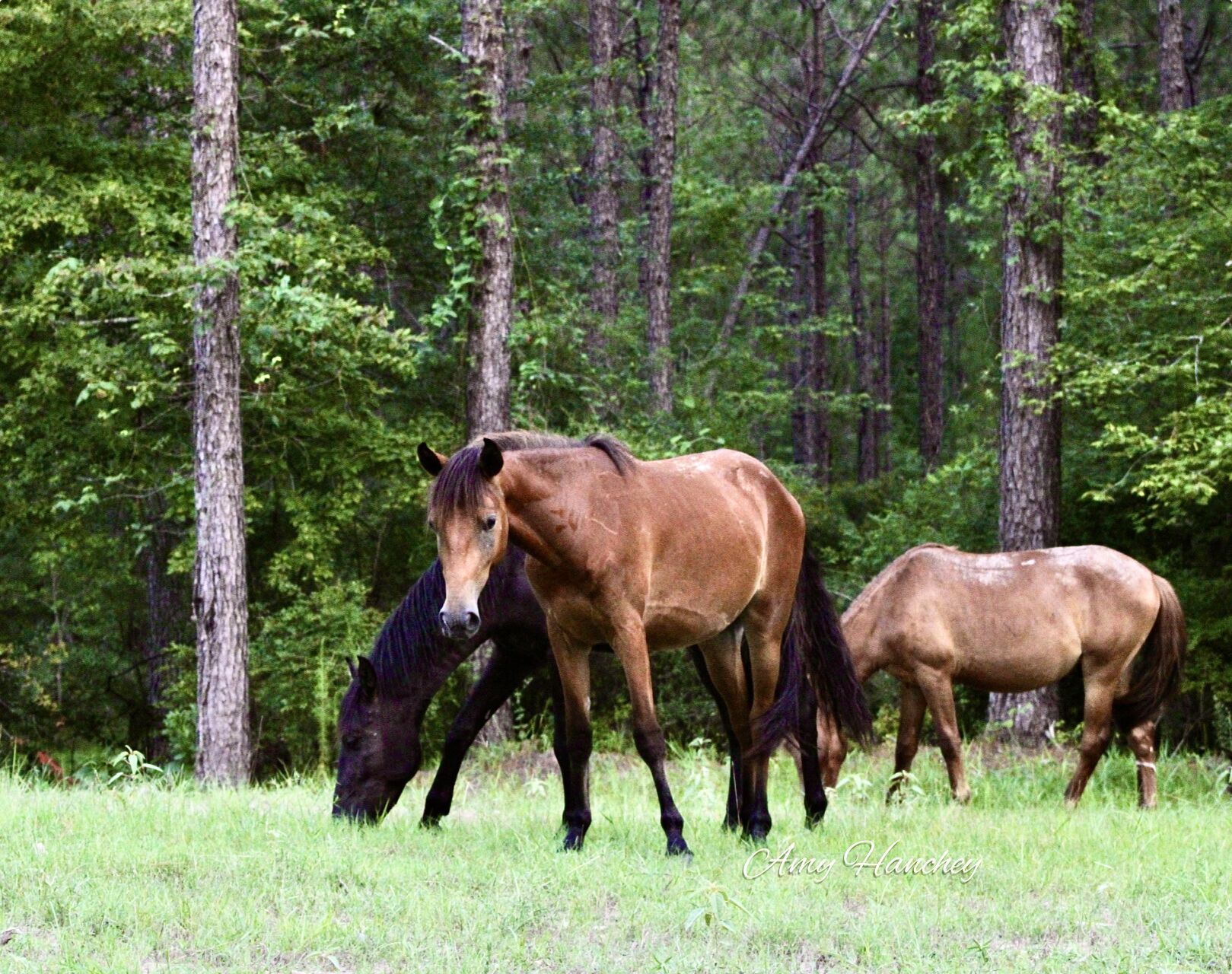 horses 6